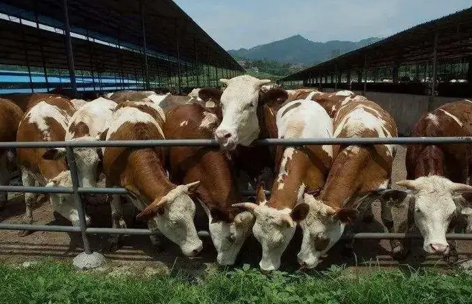 養(yǎng)殖污水處理設(shè)備是如何處理污水并實現(xiàn)排放達(dá)標(biāo)的？